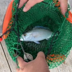 本部釣りイカダ 釣果