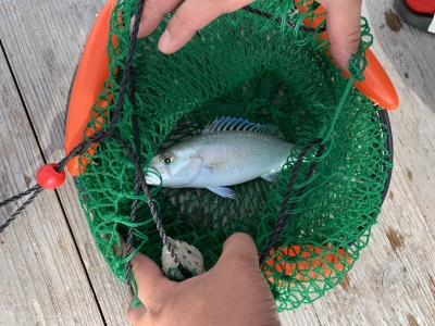 本部釣りイカダ 釣果