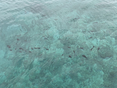 本部釣りイカダ 釣果