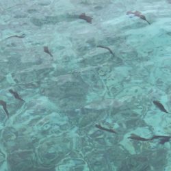 本部釣りイカダ 釣果