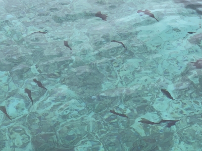 本部釣りイカダ 釣果