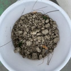 本部釣りイカダ 釣果