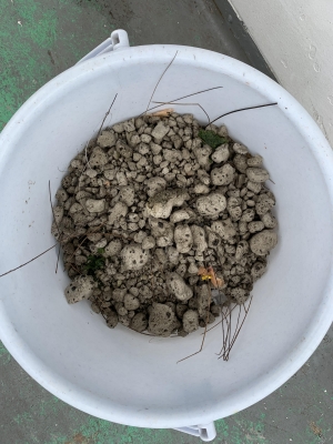 本部釣りイカダ 釣果