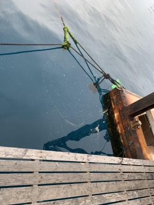 本部釣りイカダ 釣果