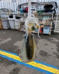 和歌山マリーナシティ釣り公園 釣果
