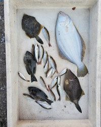 和歌山マリーナシティ釣り公園 釣果