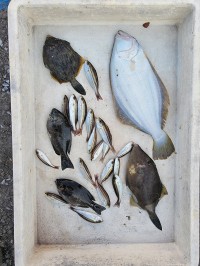 和歌山マリーナシティ釣り公園 釣果