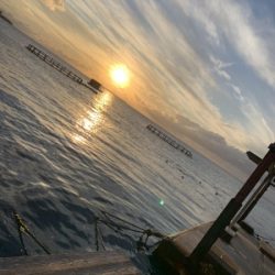 本部釣りイカダ 釣果