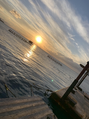 本部釣りイカダ 釣果