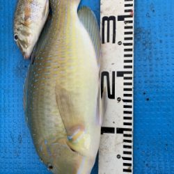 本部釣りイカダ 釣果