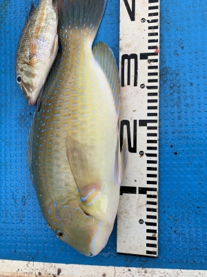 本部釣りイカダ 釣果