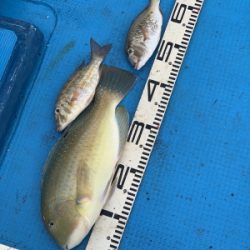 本部釣りイカダ 釣果