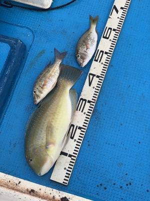 本部釣りイカダ 釣果