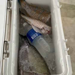 本部釣りイカダ 釣果