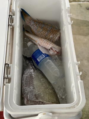 本部釣りイカダ 釣果