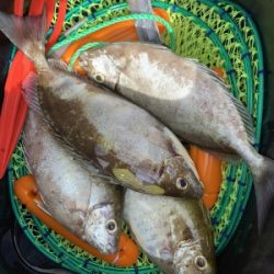 本部釣りイカダ 釣果