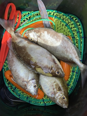 本部釣りイカダ 釣果