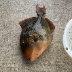 本部釣りイカダ 釣果