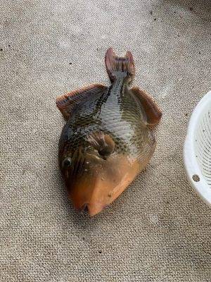 本部釣りイカダ 釣果
