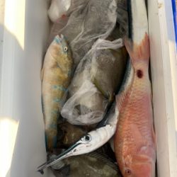 本部釣りイカダ 釣果
