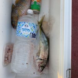 本部釣りイカダ 釣果
