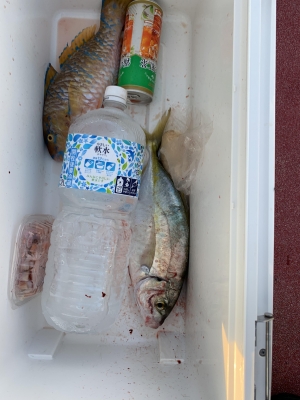 本部釣りイカダ 釣果