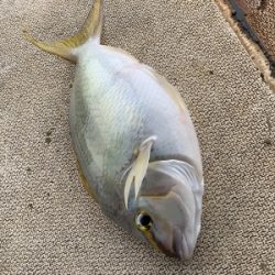 本部釣りイカダ 釣果