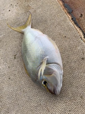 本部釣りイカダ 釣果