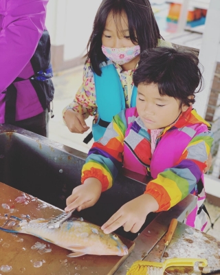 本部釣りイカダ 釣果