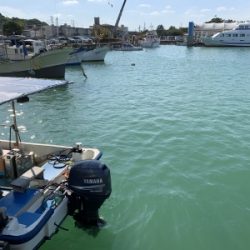 本部釣りイカダ 釣果