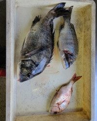 和歌山マリーナシティ釣り公園 釣果