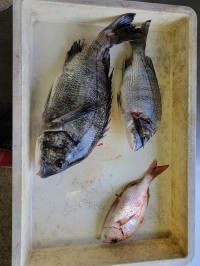 和歌山マリーナシティ釣り公園 釣果