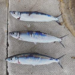 本部釣りイカダ 釣果