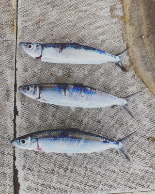 本部釣りイカダ 釣果