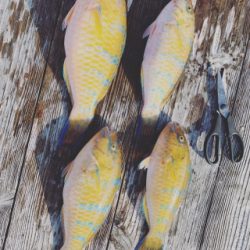 本部釣りイカダ 釣果