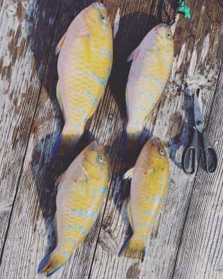 本部釣りイカダ 釣果