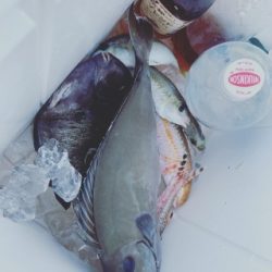 本部釣りイカダ 釣果