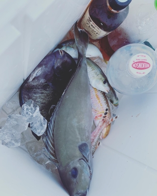 本部釣りイカダ 釣果