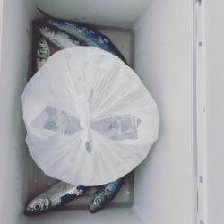 本部釣りイカダ 釣果