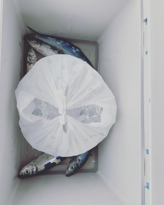 本部釣りイカダ 釣果