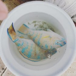 本部釣りイカダ 釣果