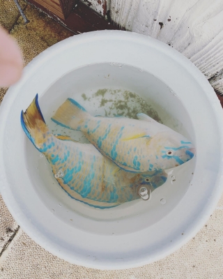 本部釣りイカダ 釣果