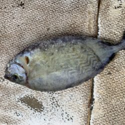 本部釣りイカダ 釣果