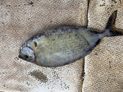 本部釣りイカダ 釣果