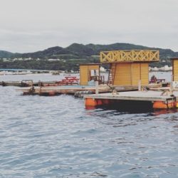 本部釣りイカダ 釣果