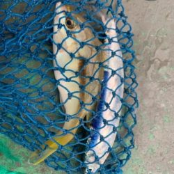 本部釣りイカダ 釣果