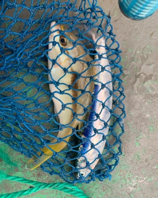 本部釣りイカダ 釣果