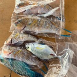 本部釣りイカダ 釣果