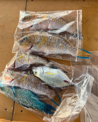 本部釣りイカダ 釣果