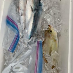 本部釣りイカダ 釣果